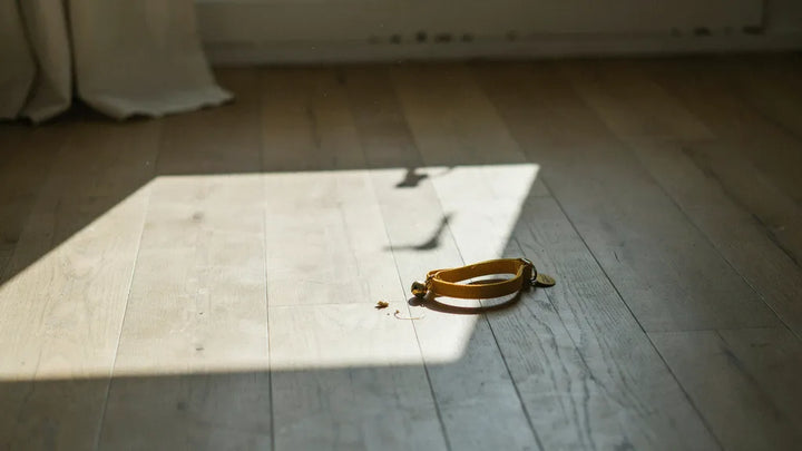 A patch of morning sun on a wooden kitchen floor with an empty cat collar nearby